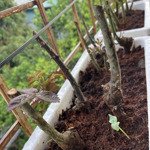 Bán Đất Tại Yên Mỹ, Thanh Trì, Hà Nội, Giá Ưu Đãi, Diện Tích 290 M2