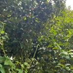 Dt ; 451,4m thổ cư 254,7m (18,7 x 25) An Sơn 01 và 49 Thuận An Bình Dương giá 9 tỷ