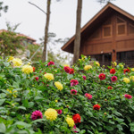 Thanh xuan valley khu đô thị biệt lập giữa hàng triệu tán thông: sl giới hạn, giữ chỗ ngay hôm nay!