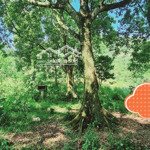 Bán đất tại xã liên sơn, lương sơn, hoà bình 1,7 triệu/m2 diện tích 3274m2 nhanh tay sở hữu