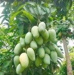 Săn Đất Vàng Hội An, Mặt Tiền Ngang Đẹp 10M Vuông A4, Vị Trí Kinh Doanh Cực Đỉnh Nguyễn Tất Thành.