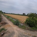 Bán Đất 18Ha (180000M2) Đường Xe Hơi Tại Mỹ Thạnh Tây, Đức Huệ, Long An