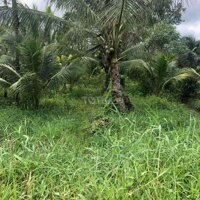 Bán 7 Công Đất Dừa, Cam, Chanh Thuộc Long Mỹ