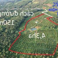 Bán vườn sầu riêng 800 cây bói tại Đắk Nông