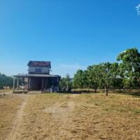 Bán trang trại xoài Úc tại Ninh Thuận