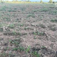 Bán 2728m2 đất đang trồng bạch đàn, gần KDL Safari Hồng Liêm, SHR