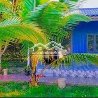 Bán Đất Vườn Chôm Chôm+Dừa+Bưởi | 1283M2 - 150 Thổ