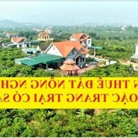 Cần Thuê Trang Trại, Đất Nông Nghiệp Ở Tx. Đông Triều