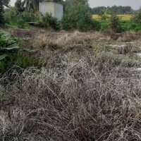 Kẹt Tiền Cần Bán Đất Làm Nhà Vườn Trang Trại Đường Nhựa Tại Xã Mỹ Lạc, Huyện Thủ Thừa, Long An