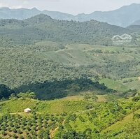 Bán Dự Án Trồng Rừng Nguyên Liệu Tại Huyện Vân Hồ Tỉnh Sơn La