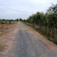 1300M2 Đất Vườn Đang Trồng Dừa Giá Chỉ 900 Triệu Đầu Tư Làm Nhà Vườn Quá Đẹp Quá Rẻ