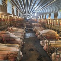 Bán Nhanh Trang Trại Lợn Nái Tại Hòa Bình