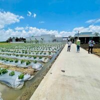 333M2 Vườn Có Sẵn 100M2 Thổ Cáchcó Thương Lượng873 Chỉ 30M. Giá Cực Rẻ