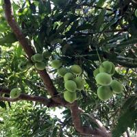 Bán 3 mẫu Cây Lâu Năm, thôn Phú Sơn, Xã Hàm Phú, có vườn cây ăn trái, suối giá 6.3 tỷ hết sổ
