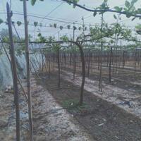 Bán lô đất có vườn táo đang thu hoạch Thôn Văn Lâm 3, Xã Phước Nam, Thuận Nam, Ninh Thuận