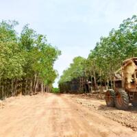 Bán gấp lô đất ngay sát Trục chính liên Huyện Hớn Quản-Chơn Thành