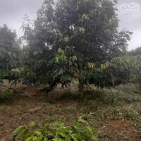 Bán lô đất trồng cây ăn trái, tiêu, cafe tại Xã Đắk Hoà, Dăk Song, Đắk Nông
