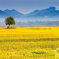 Cần Tiền Bán Gấp 30 Ha Đất Lúa 2 Mặt Tiền Kênh- Vĩnh Phước- Tri Tôn- An Giang
