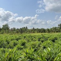 Bán Đất Gần Trung Tâm Hành Chính Mới, P.9, Tp. Vĩnh Long