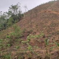 Gia đình cần Bán đất rừng sản xuất  15.486m2 ( thực tế hơn 2,3 ha) tại Đông Phong, Cao Phong, Hoà Bình . Chỉ hơn 26k cho mết đất thôi