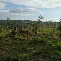 BÁN 10 hecta đất trồng cây ăn trái tại xã Ngọc Vang, Huyện Đak Hà, tỉnh Kontum