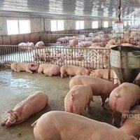 Chuyển Nhượng Dự Án Trại Lợn Đang Hoạt Động Quy Mô 6000 Lợn Thịt Tại Hoà Bình