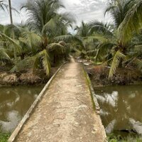 Bán 3000M2 Vườn Dừa Cách Ql1A Chỉ 1,5Km, Hệ Thống Tưới Tự Động Có Sẵn, Thu Hoạch Ổn Định Hàng Tháng
