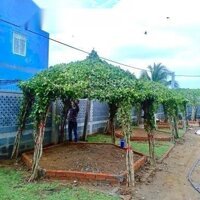 Nhà Vườn Nghỉ Dưỡng Gò Công Đông - Tiền Giang, 12X18M - 1,68 Tỷ. Gần Biển