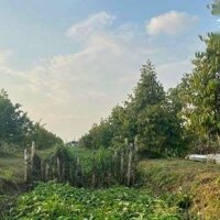 Bán Miếng Đất Vườn Đang Trồng Sầu Riêng Hơn 2 Năm - Mặt Tiền Đường 926