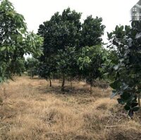 Bán Đất Vườn Xã Túc Trưng Huyện Định Quán Tỉnh Đồng Nai