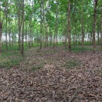 Đất Vườn Cao Su, Thạnh Bình Tân Biên Tây Ninh, 2,7Ha, Chỉ 1,25 Tỷ/Ha.