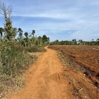 Cần Bán Trả Nợ Rất Gấp 3 Ha Đất Đỏ Bazan