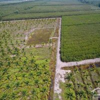 Bỏ Phố Về Làng! Bán 1000M2 Đất Vườn Đang Trồng Mai Và Dừa 5 Năm Tuổi, Sổ Hồng Riêng
