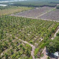 Bỏ Phố Về Làng! Bán 1000M2 Đất Vườn Đang Trồng Mai Và Dừa 5 Năm Tuổi, Sổ Hồng Riêng