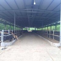 Bán Trang Trại Đường Nhựa Xã Khánh Trung, Khánh Vĩnh Giá Rẻ