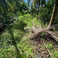 4 Công Đất Vườn Dừa Xiêm- Thị Trấn Giồng Trôm
