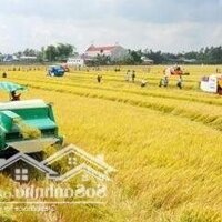 Cần Bán 10.0500M2 Đất Xã Tân Hội Trung ,Cao Lãnh, Tỉnh Đồng Tháp