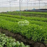 ⭐Cho Thuê 10 Công Đất Thuộc Bình Minh, Vĩnh Long