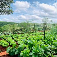 Đất vườn trồng cây ăn trái có thổ cư và có sẵn sổ hồng tại Lâm Hà