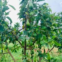 Đất vườn trồng cây ăn trái có thổ cư và có sẵn sổ hồng tại Lâm Hà