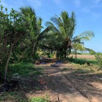 Cho Thuê Khai Thác Vườn Dừa Đang Cho Trái Và Canh Tác Toàn Bộ Khu Đất