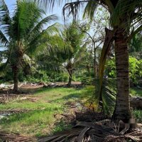 Cho Thuê Khai Thác Vườn Dừa Đang Cho Trái Và Canh Tác Toàn Bộ Khu Đất