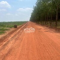 Bình Dương - 2,1 Ha Có 300M2 Thổ Cư Đất Xây Trang Trại, Nhà Vườn