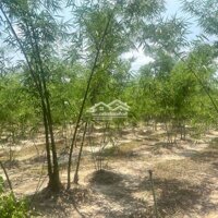 Bình Dương - 2,1 Ha Có 300M2 Thổ Cư Đất Xây Trang Trại, Nhà Vườn