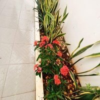 ️ Căn Biệt Thự Siêu Đẹp Hẻm Lương Thế Vinh - P. Tân Tiến - 20Mx17,5M - 5,5 Tỷ ️