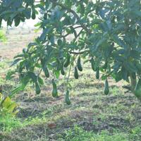 Chỉ từ 1,5 tỷ sở hữu ngay 1100m2 đất vườn trái cây ven Đà Lạt