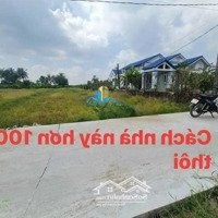 Bán Đất Tặng Vườn Thanh Long Đang Cho Trái.