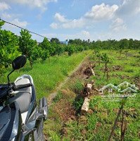 5 Công Đất Lúa Xã Mỹ Phú, Thủ Thừa, La
