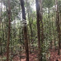 Đất Rừng Giá Rẻ Nhất Tại Quảng Nam