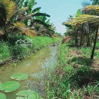 Hàng Hiếm, Giá Rẻ 4244M Vườn Dừa Ma Lai Gần Kcn Đong Bình